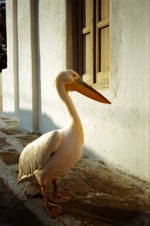 mykonos_pelican_greece_1181935_l2