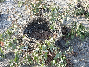 santorini-grapes