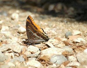 valley_butterflies