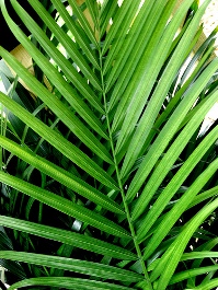 palm-sunday