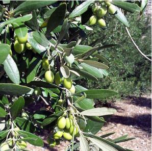 olive-tree2