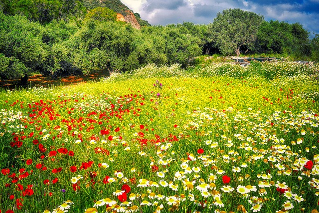 spring flowers in crete