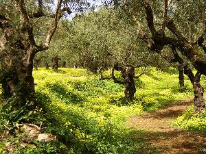zakynthos-olive-groves