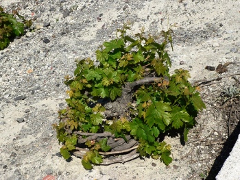 santorini-grape-vine