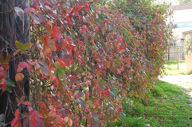 autumn-hedge