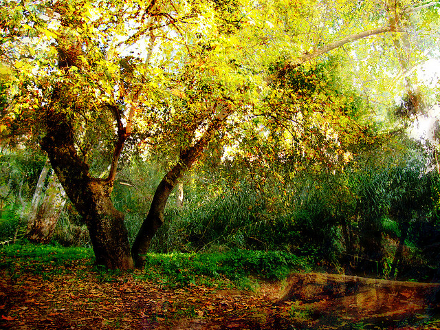 autumn-tree