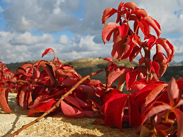 red-autumn